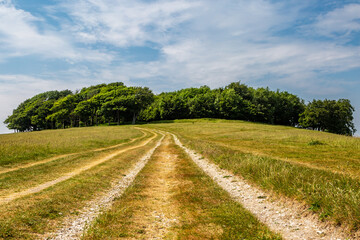 Looking along a trail leading to Chanctonbury Ring in the South Downs, on a sunny summer's day