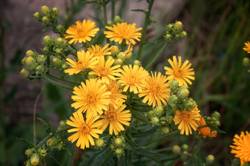 Crepis sibirica, branch with yellow flowers from Ural mountains against green background.