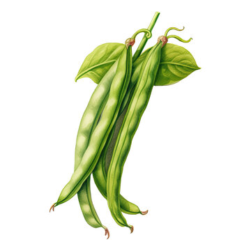 Watercolor string bean. Vegetable clipart illustration. Generative AI