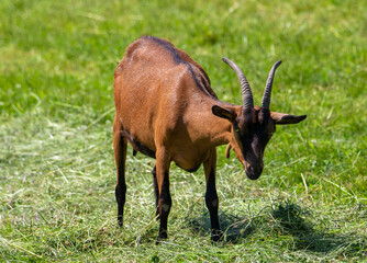 Naklejka na ściany i meble A domestic brown goat in the grass