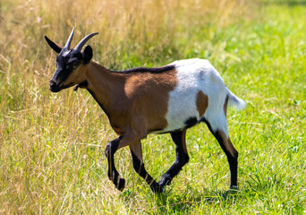 A close-up of a domestic goat running in the field