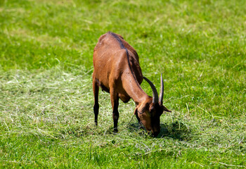 Naklejka na ściany i meble A domestic goat grazing grass in the field