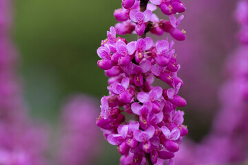close-up red flowers of the Chinese redbud Cercis chinensis selective focus, floral purple background