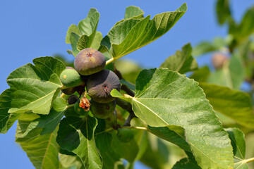 figs on a tree