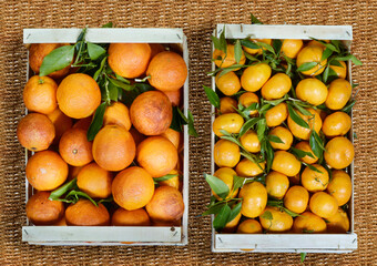 oranges and tangerines in a basket