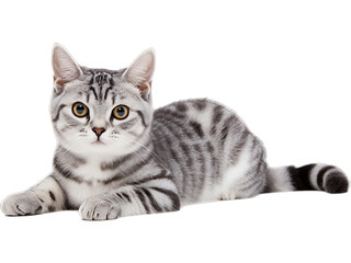Content American Shorthair Cat Resting - Transparent Background