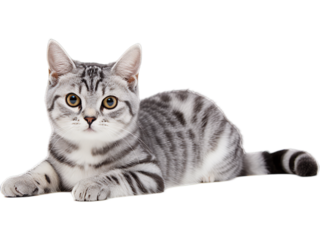 Content American Shorthair Cat Resting - Transparent Background