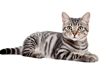 Content American Shorthair Cat Resting - Transparent Background