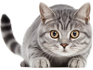 Curious American Shorthair Cat Investigating - Transparent Background