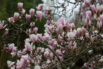 closeup magnolia tree blossom in springtime. tender pink flowers bathing in sunlight. warm april weather.