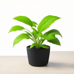 plant in a pot