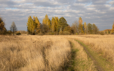 Autumn landscape, spacious fields with dense and bright grass