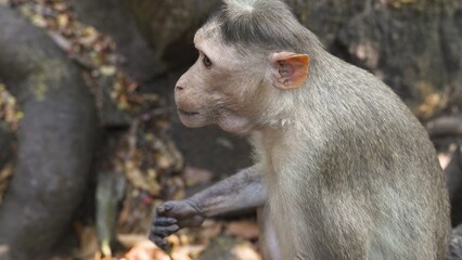 gray macaque monkey sits on the ground against the backdrop of roots