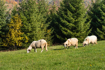 Obraz na płótnie Canvas Sheep graze in a pasture in the mountains.