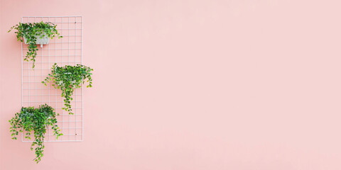 Pink color wall background with tropical vern plants. Free space on the right side. Pink wallpaper...