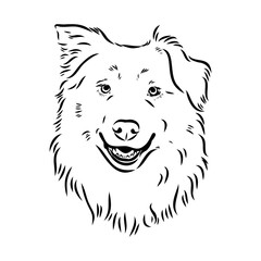 Vector isolated one single Australian Shepherd dog head black and white bw two colors silhouette. Template for laser engraving or stencil