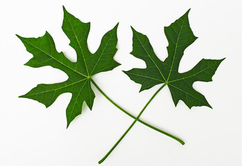 Papaya Leaf isolated on white background with clipping path. Nature organic big green leaves. Close up view.