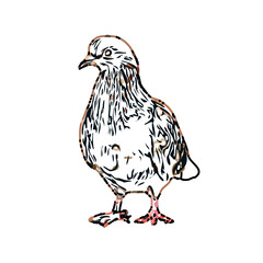 sketch of a dove with transparent background