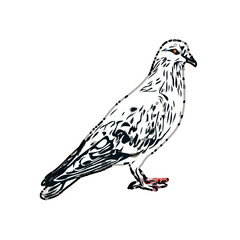 sketch of a dove with transparent background