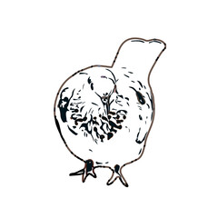 sketch of a dove with transparent background