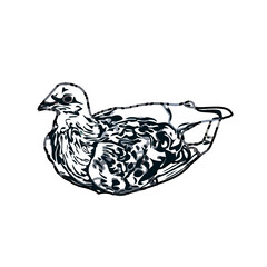 sketch of a dove with transparent background