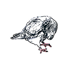 sketch of a dove with transparent background