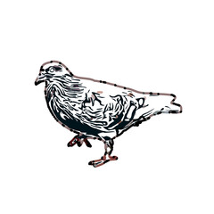 sketch of a dove with transparent background