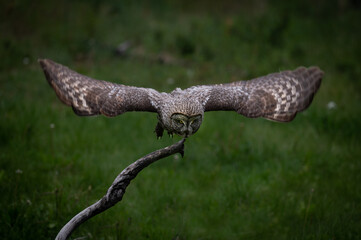 Great Grey Owl taking flight to capture a vole down below in the tall grass