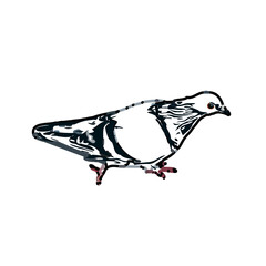 sketch of a dove with transparent background