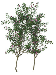 3d rendering flower bloom green tree pink roses isolated