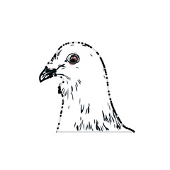 sketch of a dove with transparent background