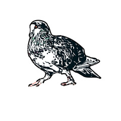 sketch of a dove with transparent background
