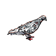 sketch of a dove with transparent background