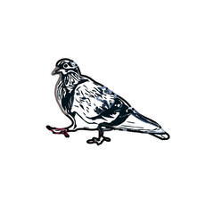 sketch of a dove with transparent background