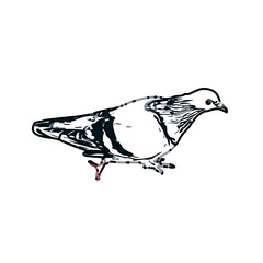 sketch of a dove with transparent background