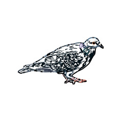 sketch of a dove with transparent background