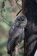 Great Grey Owlets located in the boreal forest of British Columbia.
