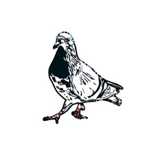 sketch of a dove with transparent background