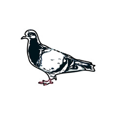 sketch of a dove with transparent background