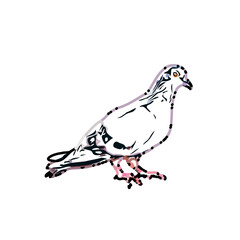 sketch of a dove with transparent background