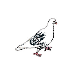 sketch of a dove with transparent background