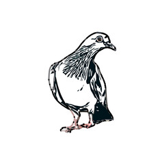 sketch of a dove with transparent background