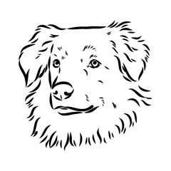 Vector isolated one single Australian Shepherd dog head black and white bw two colors silhouette. Template for laser engraving or stencil