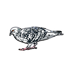 sketch of a dove with transparent background