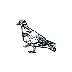 sketch of a dove with transparent background