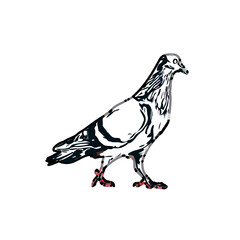 sketch of a dove with transparent background
