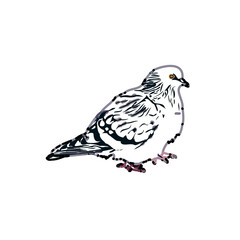 sketch of a dove with transparent background