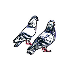 sketch of a dove with transparent background