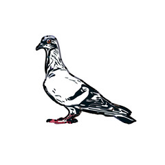 sketch of a dove with transparent background