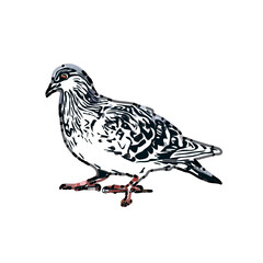 Fototapeta na wymiar sketch of a dove with transparent background
